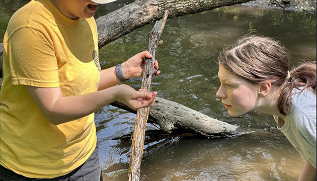 Invertebrate Investigation